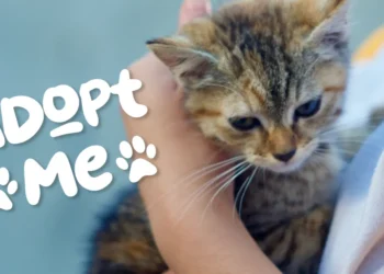 Cat Adoption Event Glencoe Ontario